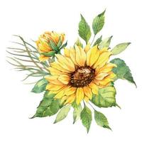 Watercolor sunflowers bouquet, hand painted sunflower bouquets with greenery, sunfower flower arrangement. Wedding invitation clipart elements. Watercolor floral. Botanical Drawing. White background. vector