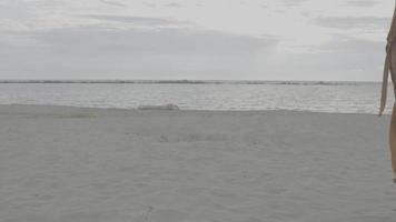 bellissimo paesaggio vicino il spiaggia, sera, 4k piatto video