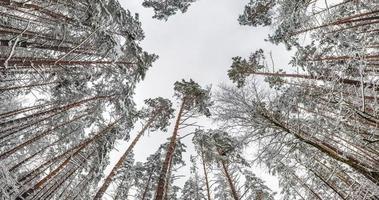 spinning och torsion och ser upp in i vinter- pinery skog. träd växande i de himmel video