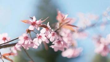 Pink cherry flowers branch in spring bloom. Japanese sakura. Hanami festival. video