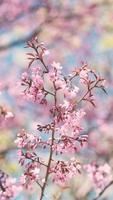 ramo de flores de cerejeira rosa em vídeo vertical de flor de primavera. sakura japonesa. festival hanami. video