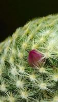 Cactus flower blooming vertical time lapse video. video