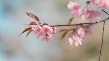 roze kers bloemen Afdeling in voorjaar bloeien. Japans sakura. Hanami festival. video