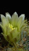 Cactus flower blooming vertical time lapse video. video