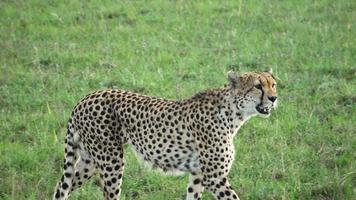 avvicinamento di un' selvaggio ghepardo nel il savana di Africa. video