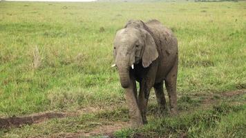 wild olifanten in de bushveld van Afrika Aan een zonnig dag. video
