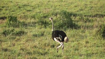 selvaggio uccello struzzo nel il savana di Africa. video