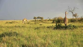 belle girafe dans la nature sauvage de l'afrique. video