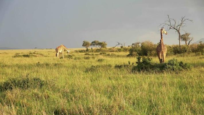 Beautiful giraffe in the wild nature of Africa. 18764654 Stock Video at  Vecteezy