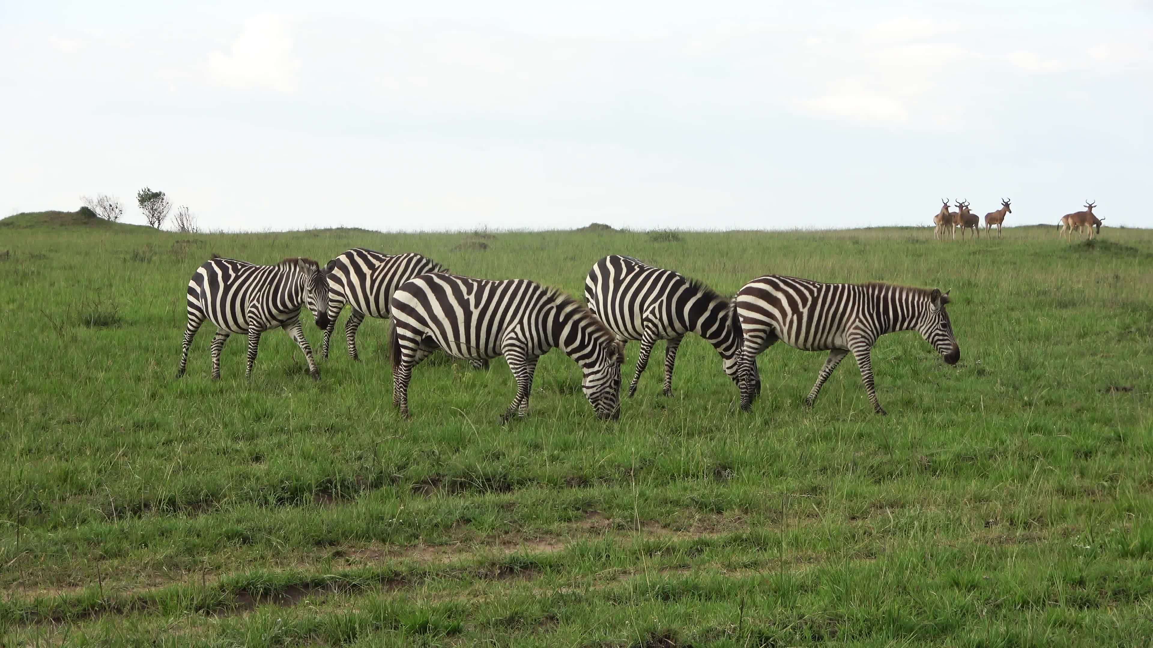 Zebra Horse Stock Video Footage for Free Download Zebra Horse Stock Video Footage for Free Download