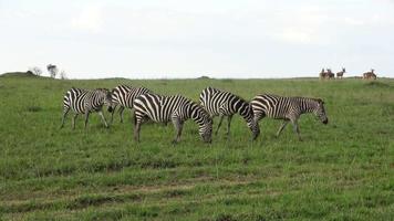 zebras selvagens na savana da África. video
