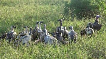 de nombreux vautours se battent pour une carcasse dans la nature sauvage de l'afrique. video