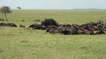 una manada de búfalos en la naturaleza de África. video
