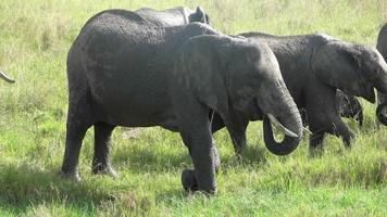 wild olifanten in de bushveld van Afrika Aan een zonnig dag. video