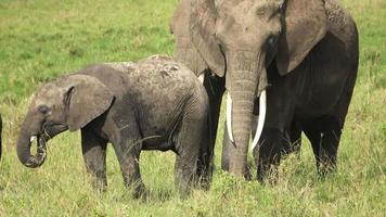 elefantes salvajes en la sabana arbolada de áfrica en un día soleado. video