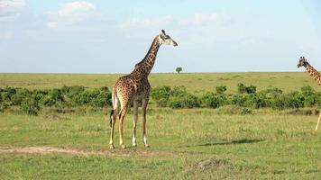 mooi giraffe in de wild natuur van Afrika. video
