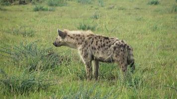 wilde hyänen in der savanne afrikas. video