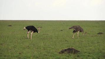 avestruz de pássaro selvagem na savana da áfrica. video