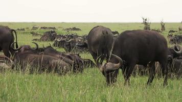 en besättning av buffel i de vildmark av afrika. video