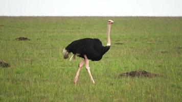 wild vogel struisvogel in de savanne van Afrika. video