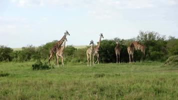 hermosa jirafa en la naturaleza salvaje de África. video