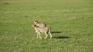 twee cheeta's in de wild van Afrika in zoeken van prooi. video