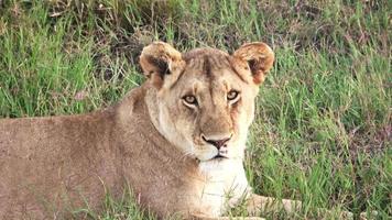 detailopname van een vrouw leeuw in de wild van Afrika video