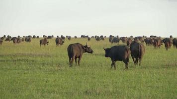 uma manada de búfalos na selva da África. video