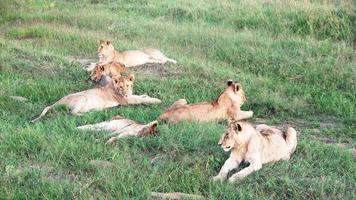 impresionantes leones salvajes en la naturaleza de áfrica en masai mara. video