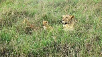 en kvinna lejon med två små lejon ungar i de vild av afrika. video