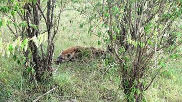 vild hyenor i de savann av afrika. video