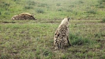 wilde hyänen in der savanne afrikas. video