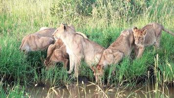 un' orgoglio di leoni a un' irrigazione buco nel il terre selvagge di Africa. video