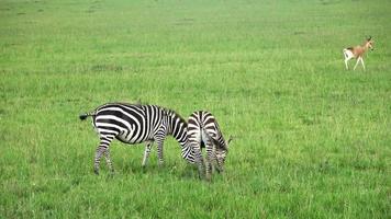 zebras selvagens na savana da África. video