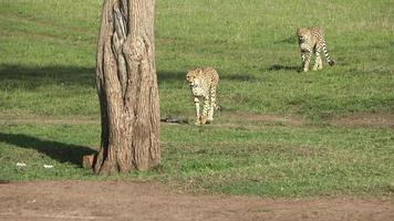 Two wild cheetahs mark their territory on a tree in the wild savannah of Africa. video