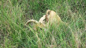 una leona con dos pequeños cachorros de león en la naturaleza de áfrica. video