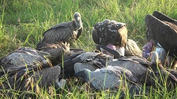 Numerous vultures fight over a carcass in the wilds of Africa.
