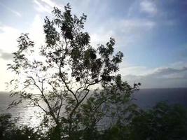 ombreggiato albero soffiato di il vento. video