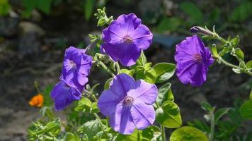 fleurs de pétunia en fleurs illuminées par le soleil d'été video