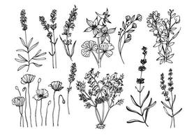 Concept drawing set vector sketch line drawing flowers botany plants on white background coloring book