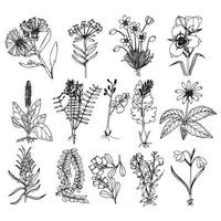 Vector graphics Flowers drawing sketch outline Floral botany collection flower drawings Black and white with line art on white background Hand drawn Botanical illustrations