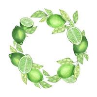 Watercolor round frame made of limes, slice of lime, branches and leaves. Hand drawn vignette for cards, invitations, cosmetics or food label design concept, with text space vector