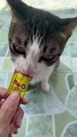 alimentando a mano a un gato con un gato de bocadillo líquido. gato de vista frontal lamiendo un alimento líquido. video