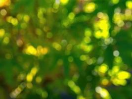 Abstract colorful background from a unfocused photography of natural environments taken in the Andean mountains of central Colombia. photo