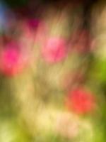 Abstract colorful background from a unfocused photography of natural environments taken in the Andean mountains of central Colombia. photo