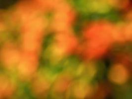 Abstract colorful background from a unfocused photography of natural environments taken in the Andean mountains of central Colombia. photo