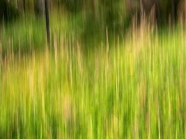 Intentional camera movement of some flowers in a garden near the colonial town of Villa de Leyva in central Colombia. photo