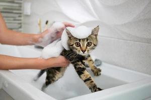 una mujer baña a un gato en el lavabo. foto