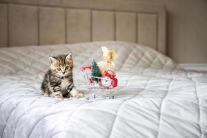 A little cat is sitting near shopping cart with Christmas gifts. The concept of preparing for the New Year. photo