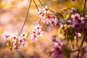 Close up sakura flower photo